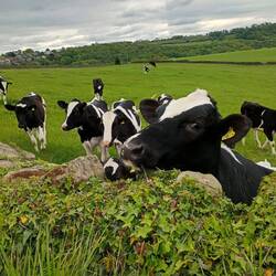One of these young bullocks came to say hello and his mates joined in