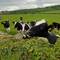 One of these young bullocks came to say hello and his mates joined in