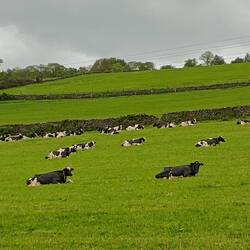 If these cows are reliable weather forecasters, it isn't looking good