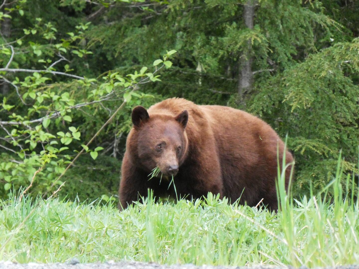 Pro Tag isst de Brunbär 20'000 Kalorien