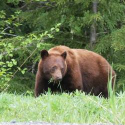 Pro Tag isst de Brunbär 20'000 Kalorien
