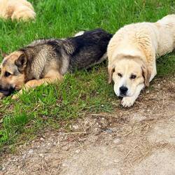 All the dogs here are very sleepy