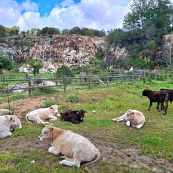 Tiere mit Landschaft