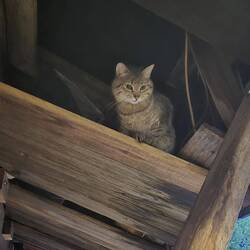 Mit Katze unter dem Dach