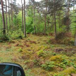 Schöner Waldparkplatz im Regen