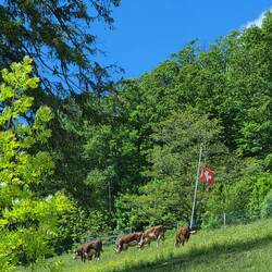 Beweis: wir sind tatsächlich in der Schweiz🇨🇭