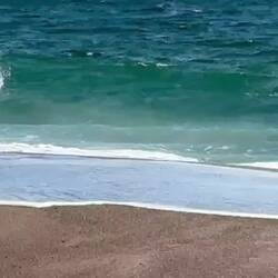 Lustige Vögel stürzen sich hier steil ins Wasser