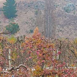 Lots of apple trees with fruit going to seed