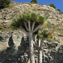 Interesting trees