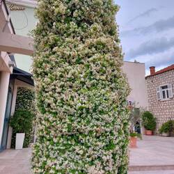 Schade, dass Fotos nicht duften. Diese Jasminblüten sind unglaublich!