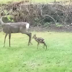 Nun im Garten neben der Fahrbahn,das Kitz will immer säumen,die Ricke hat Angst,geht weiter,Kitz fäl