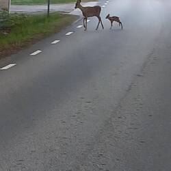 Eine Ricke mit ganz jungem Kitz,vor mir auf der Straße...