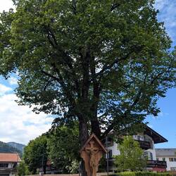 Lindenbaum