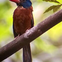 Kingfisher