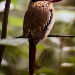 Lilac, endemischer Blauohr-Kingfisher