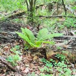 So leautiful to see new fern fronds catching the breeze