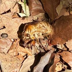 This preserved cicada's crab-like legs interested me a lot. Good for climbing trees.