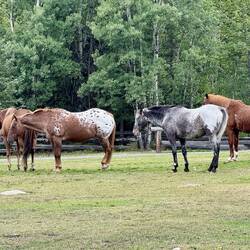 Im Ruhestand - hier wird kein Reiten für Gäste angeboten