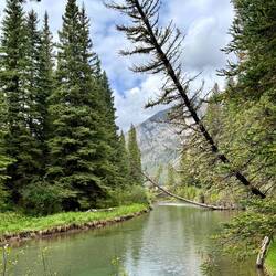 Spaziergang durch den alten Fichtenwald am Fenland Loop in Banff