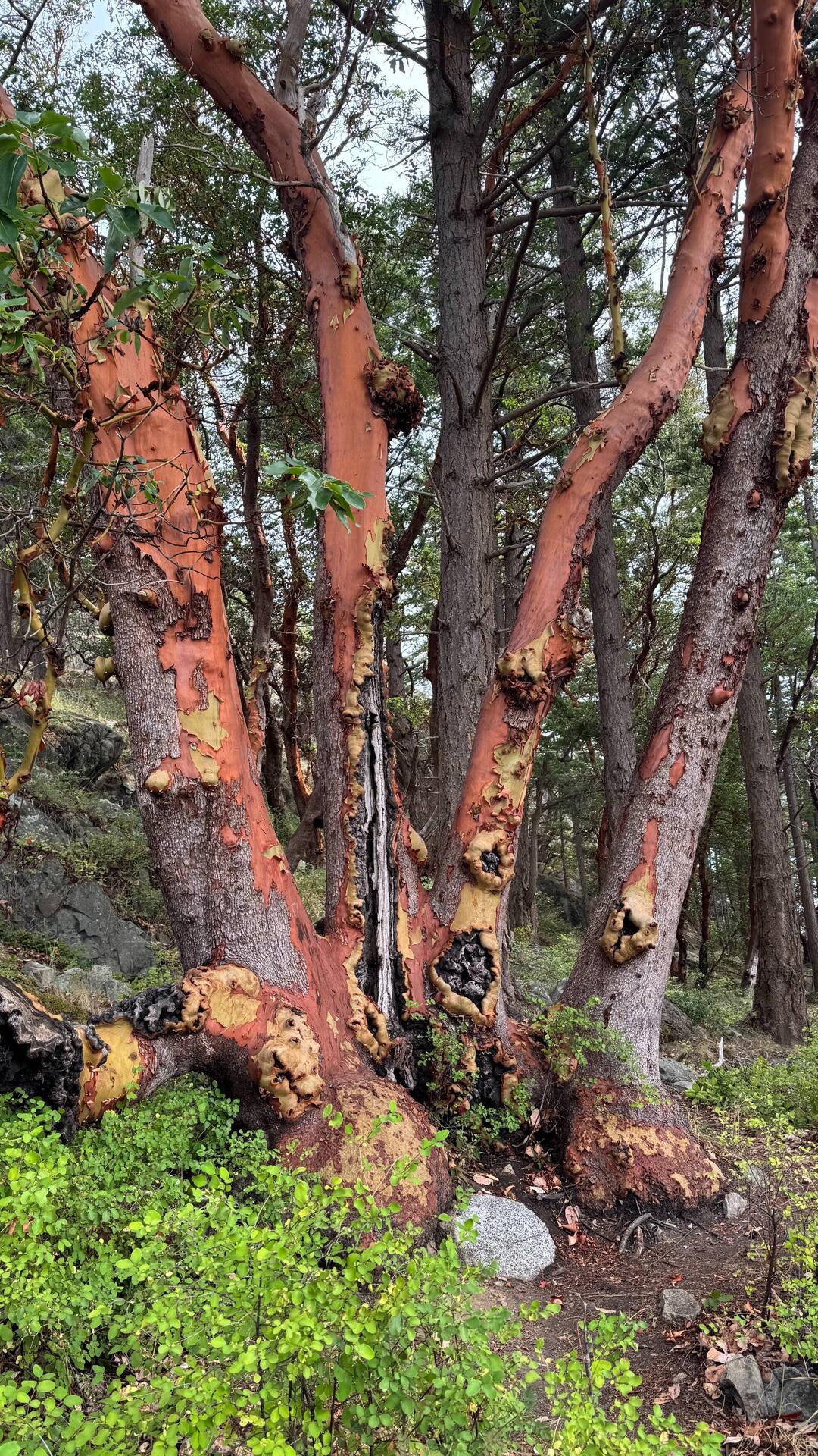 Arbutus-Bäume mit ihren typisch roten Stämmen.