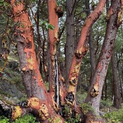 Arbutus-Bäume mit ihren typisch roten Stämmen.