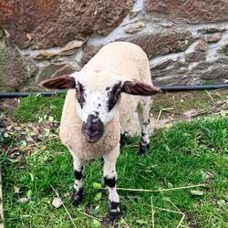 And a little lamb!