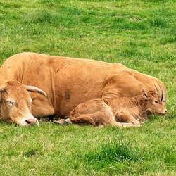 Cute little calf