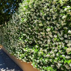 Wall of jasmine on the way home ... it smelled heavenly! — Bologna, Italy.