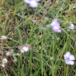 Linseed