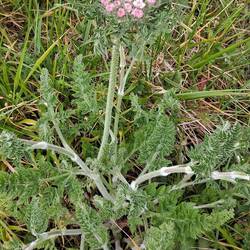 Sea carrot
