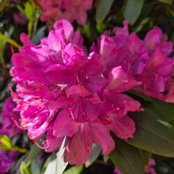 Prachtige rododendrons.