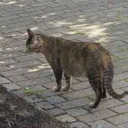 Dag poes, mag ik jou even aaien?