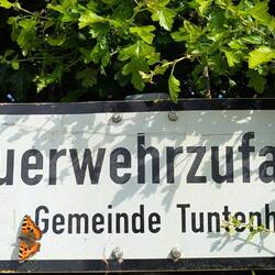 Der Schmetterling sonnt sich