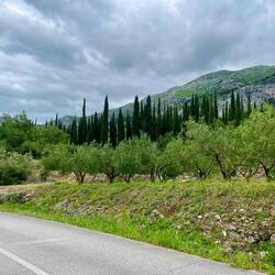 Les oliviers répondent aux cyprès. Ou l'inverse ?