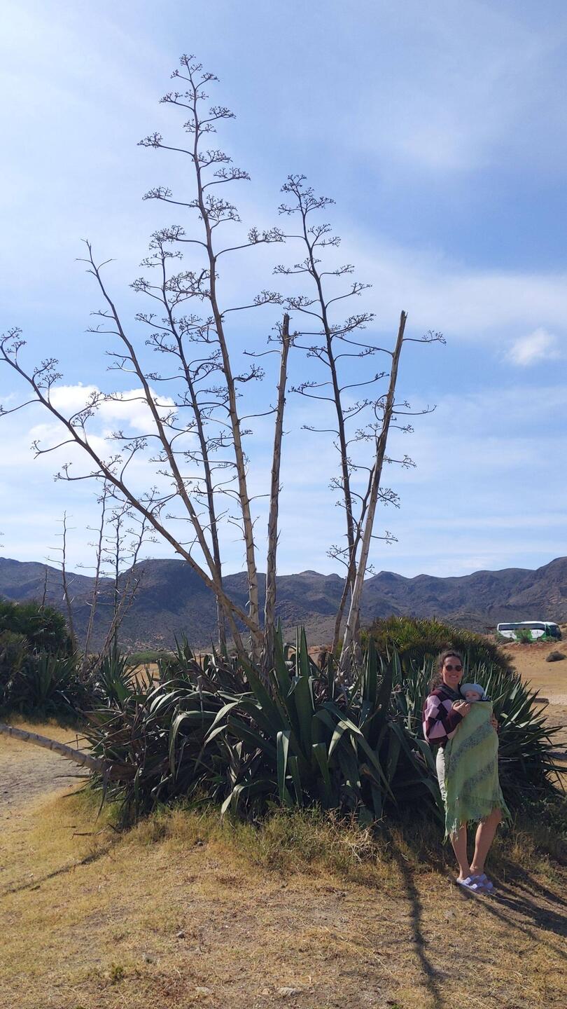 There were so many of these - it liked like a agave-forrest!