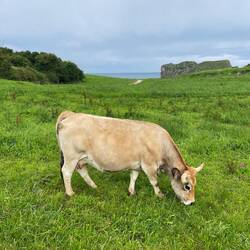 Happy cows