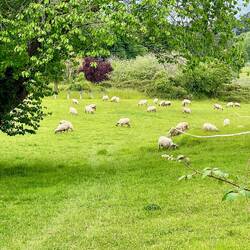Happy sheep