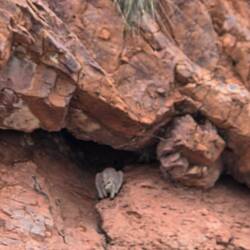 Rock wallaby