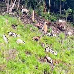 Animales típicos de la zona