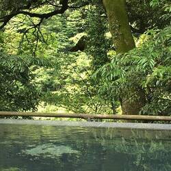 Das Onsen Yuryo in Hakone: Wunderschön, mitten im Wald.