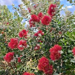 News Zealand Christmas Tree