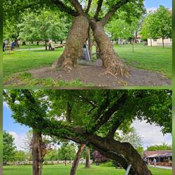 Ein Baum der Stütze braucht