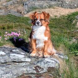 Milo