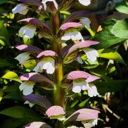 Bear's Foot Plant (Acanthus mollis) @ Giardino dell'Acanto — Bologna, Italy.