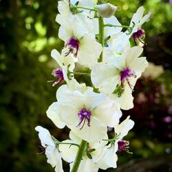 Moth Mullein (Verbascum blattaria) @ Casa Favia — Bologna, Italy.
