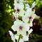Moth Mullein (Verbascum blattaria) @ Casa Favia — Bologna, Italy.