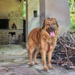 Der Hofhund
