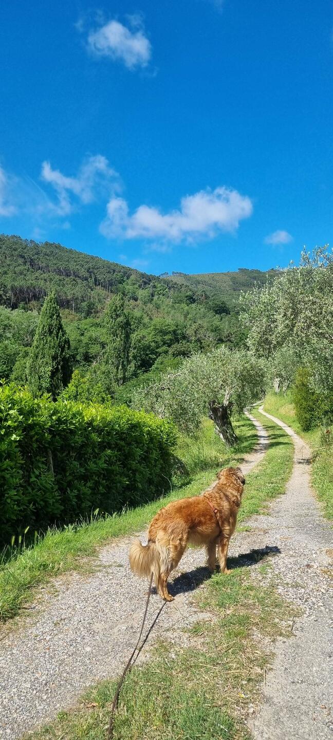 Der Weg hoch zum Haus