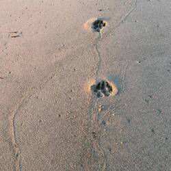 letzte Gassirunde am Strand