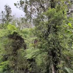 Rainforest birds